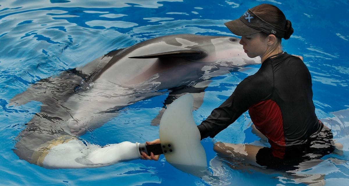 how did winter the dolphin die