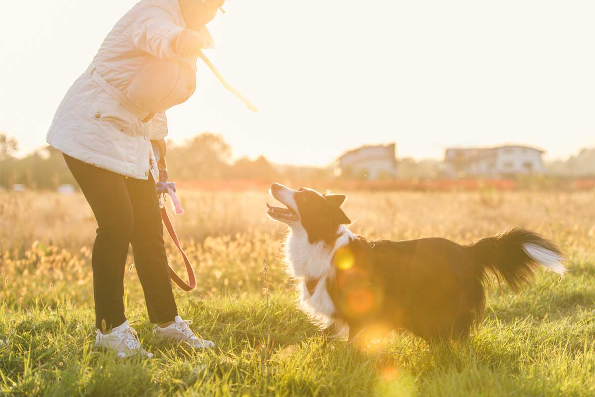 A Comprehensive Guide to Fostering Optimal Pet Health